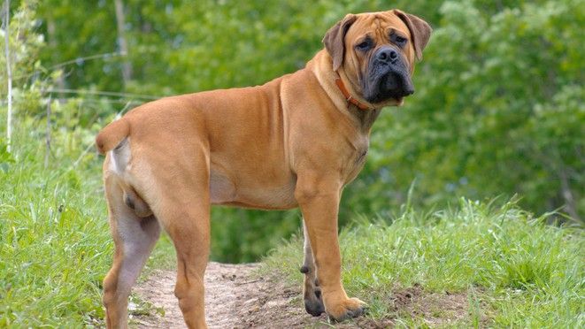 Boerboel Puppy