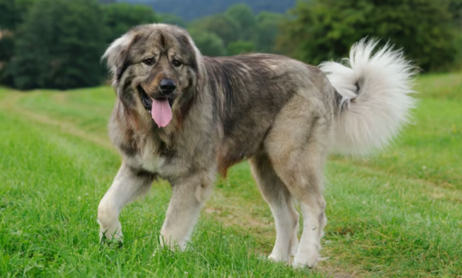 Caucasian Shepherd Puppy