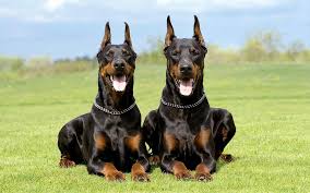 Doberman Puppy