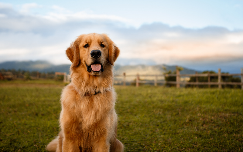 Golden Retriever Puppy