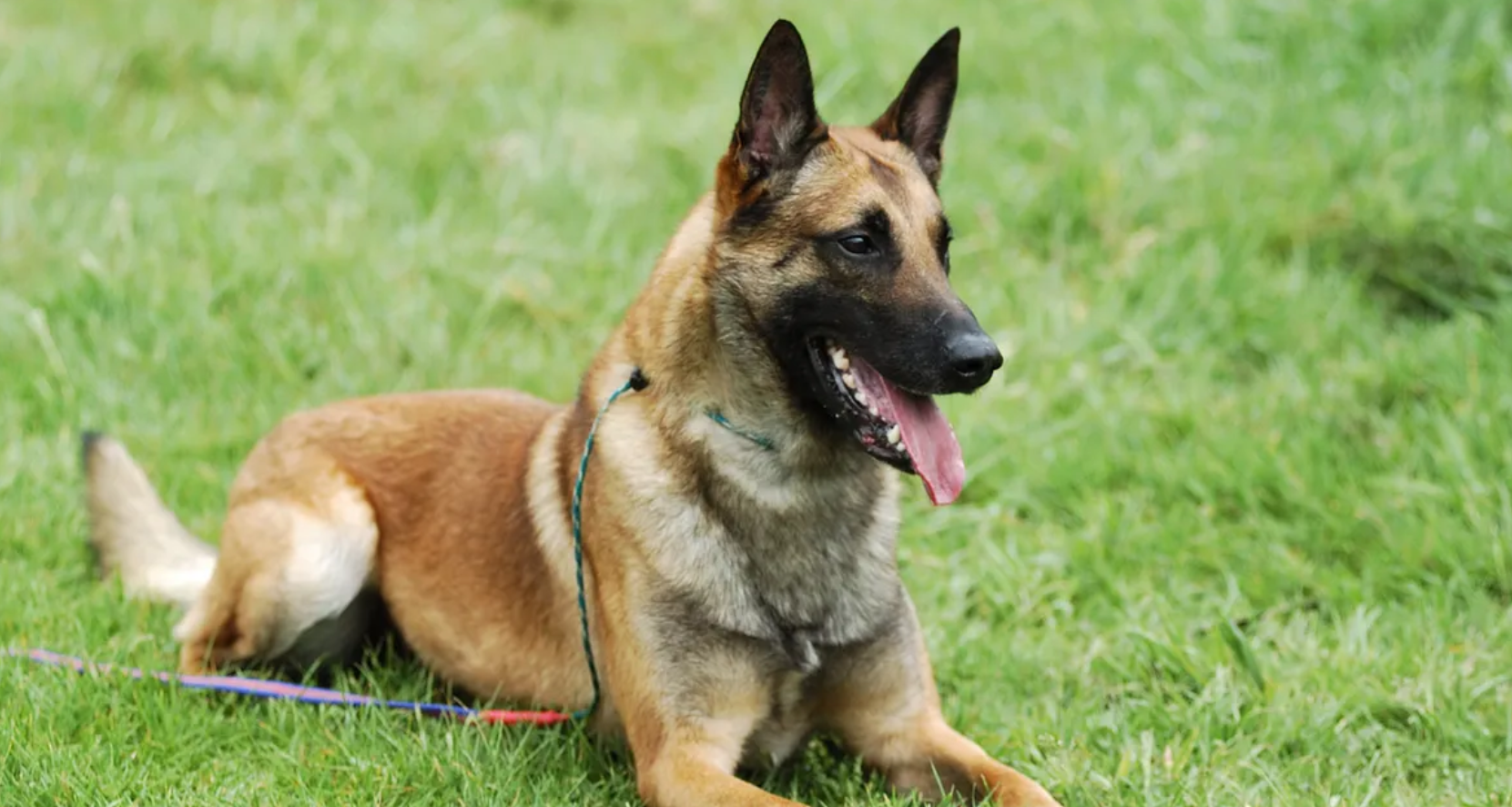 Belgian Malinois Puppy