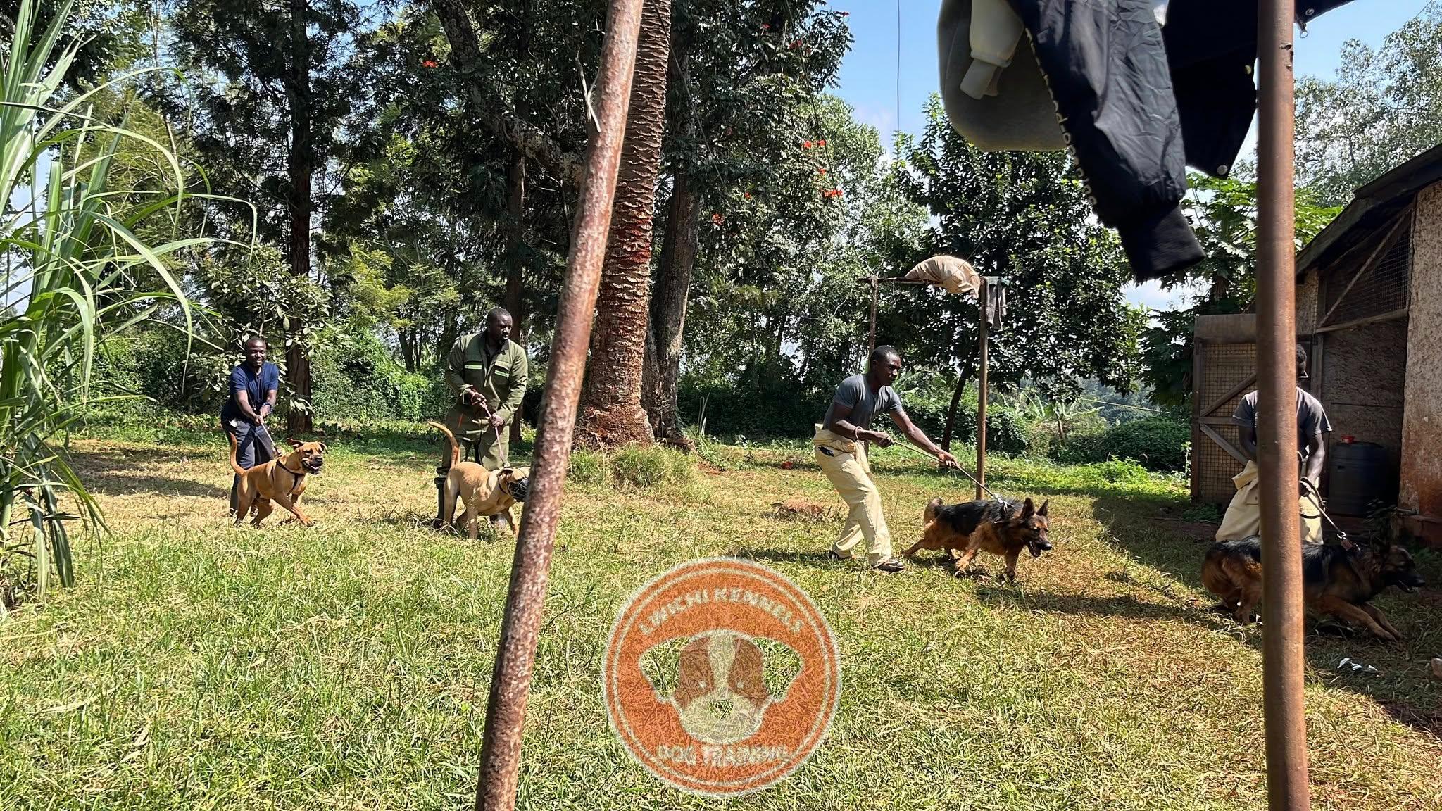 Lwichi Kennels - German Shepherd training session