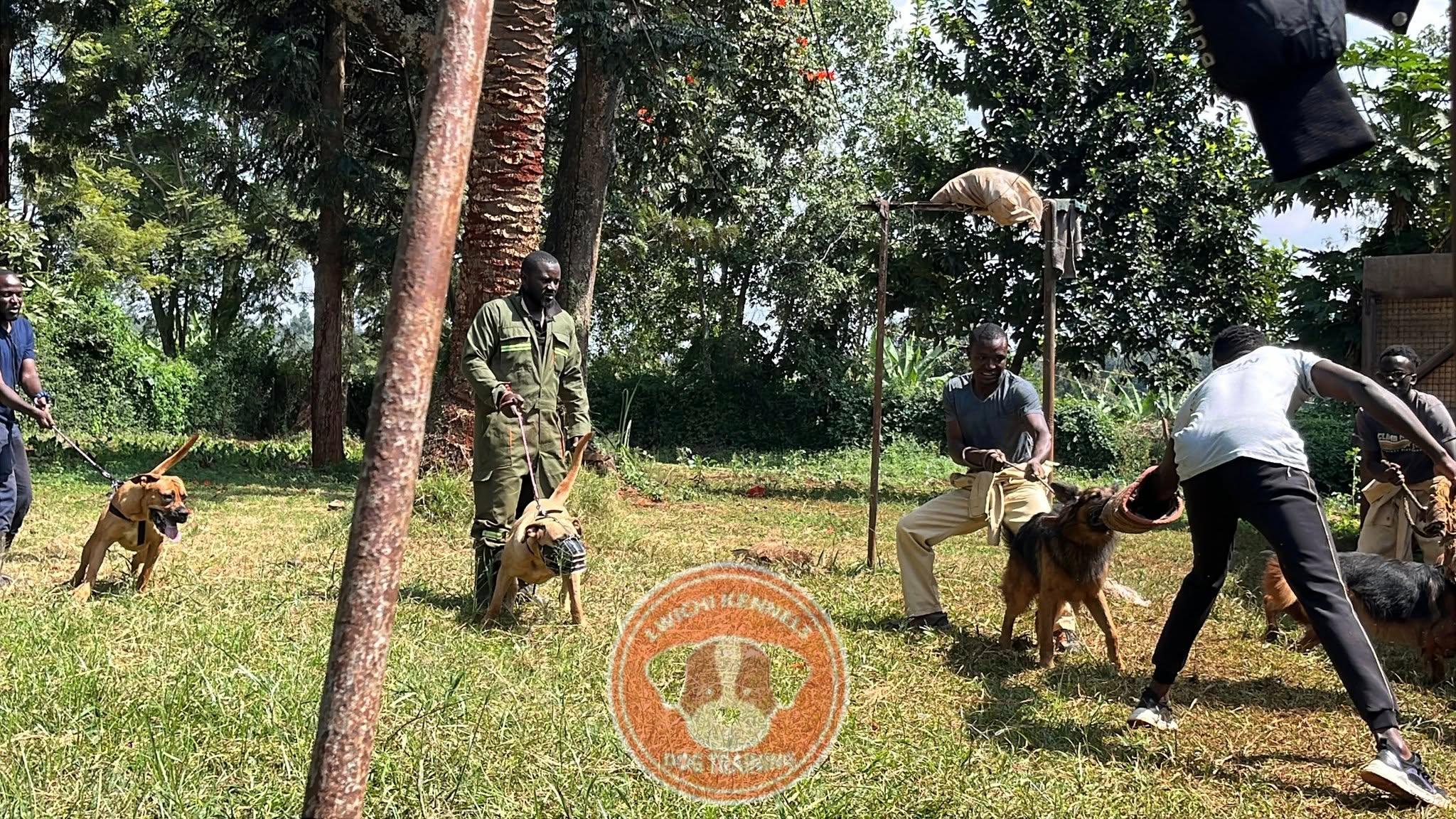 Lwichi Kennels - Puppy obedience class
