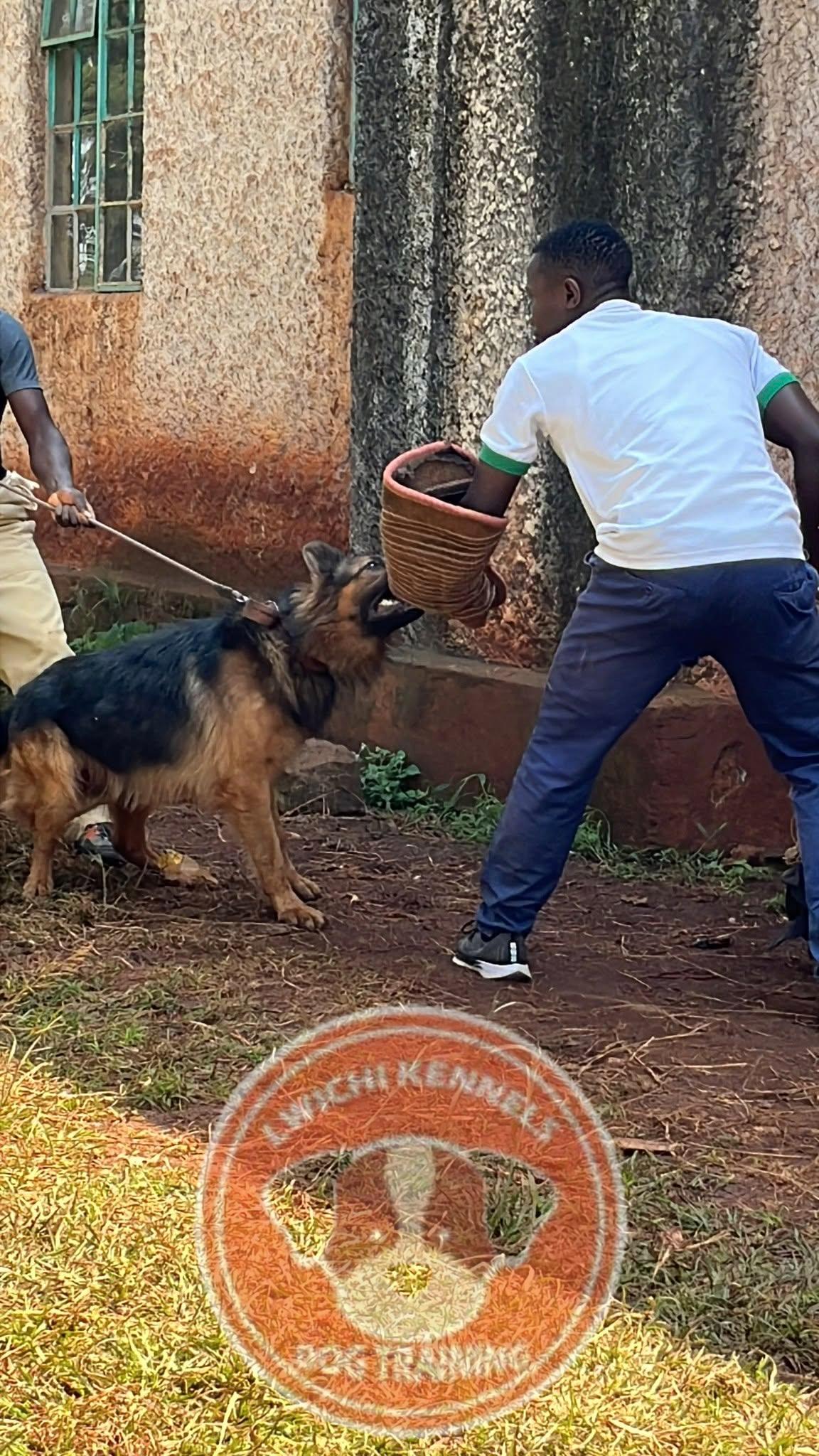 Lwichi Kennels - Agility course training