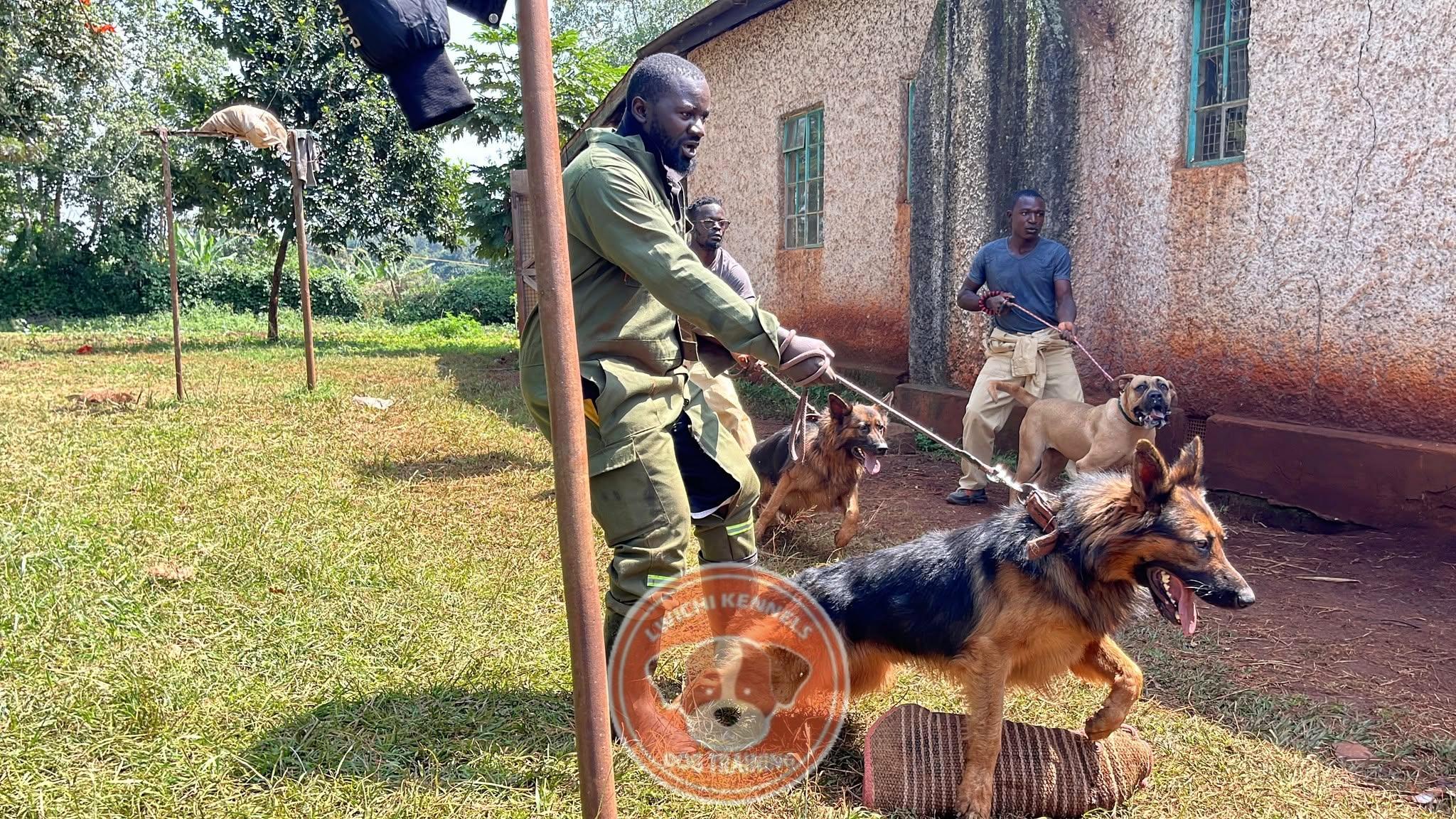 Lwichi Kennels - Scent detection training