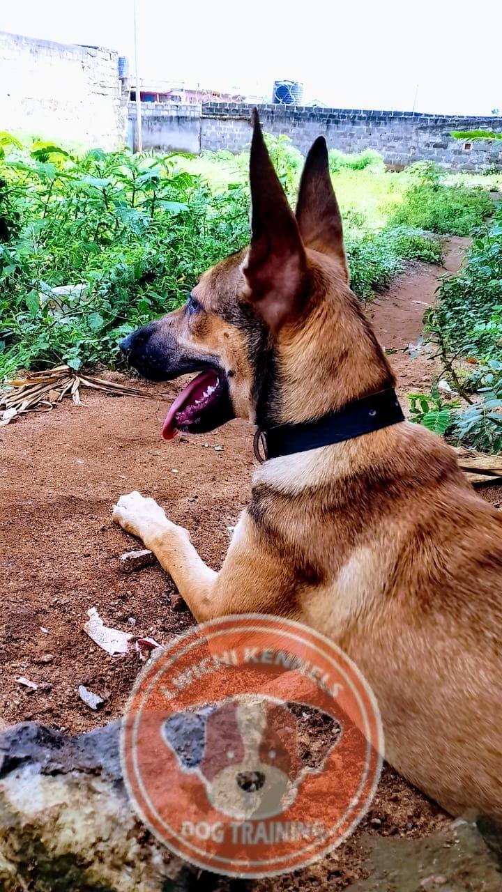 Lwichi Kennels - Handler training session