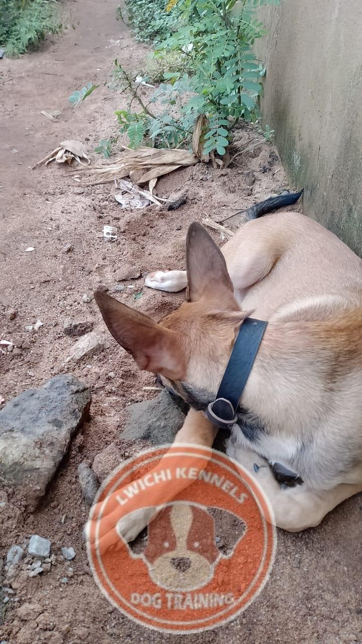 Lwichi Kennels - Graduation ceremony
