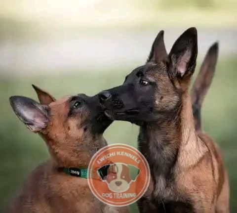 Lwichi Kennels - Group training session