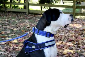 Ray Allen K9 Tactical Working Harness with MOLLE Webbing